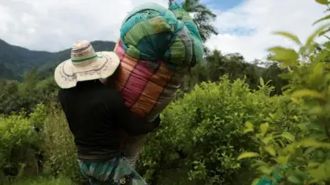 America Classifies Colombia as Failing to Cooperate in Narcotics Battle