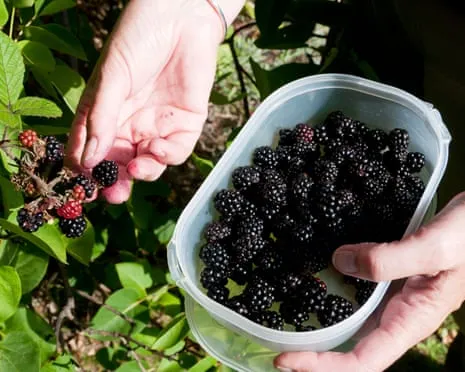 Seeking: Scrumptious Bakes to Put to Good Use a Glut of Handmade Jam