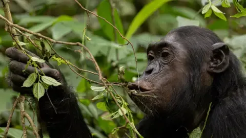 Apes Consuming a Daily Dose of a Beer Each Day from Fermented Produce, Research Reveals