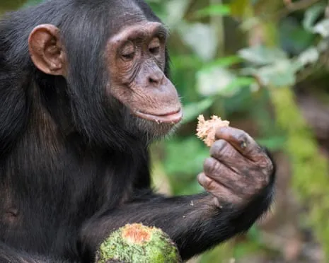Chimpanzees Ingest Daily Ethanol Equivalent to a Beer from Ripe Figs
