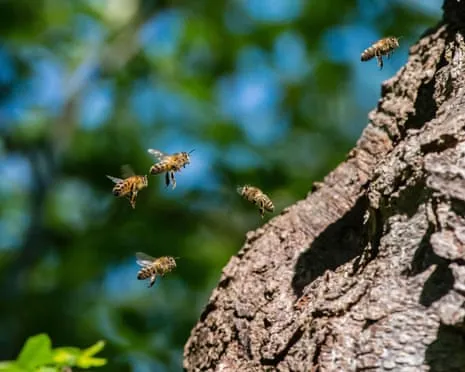 How Protecting Honeybees Could Harm Wild Pollinators